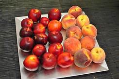 PEACHES NECTARINES.jpg